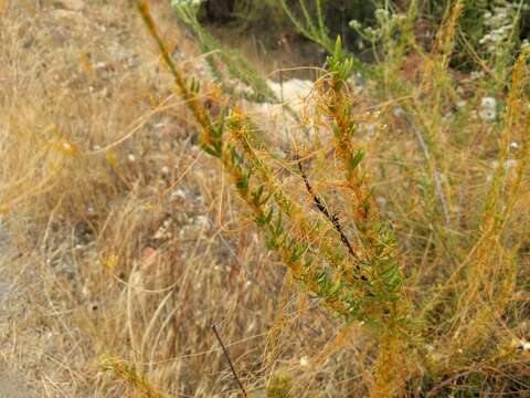 Image of chaparral dodder