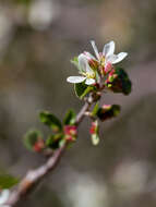 Image de Amelanchier utahensis Koehne