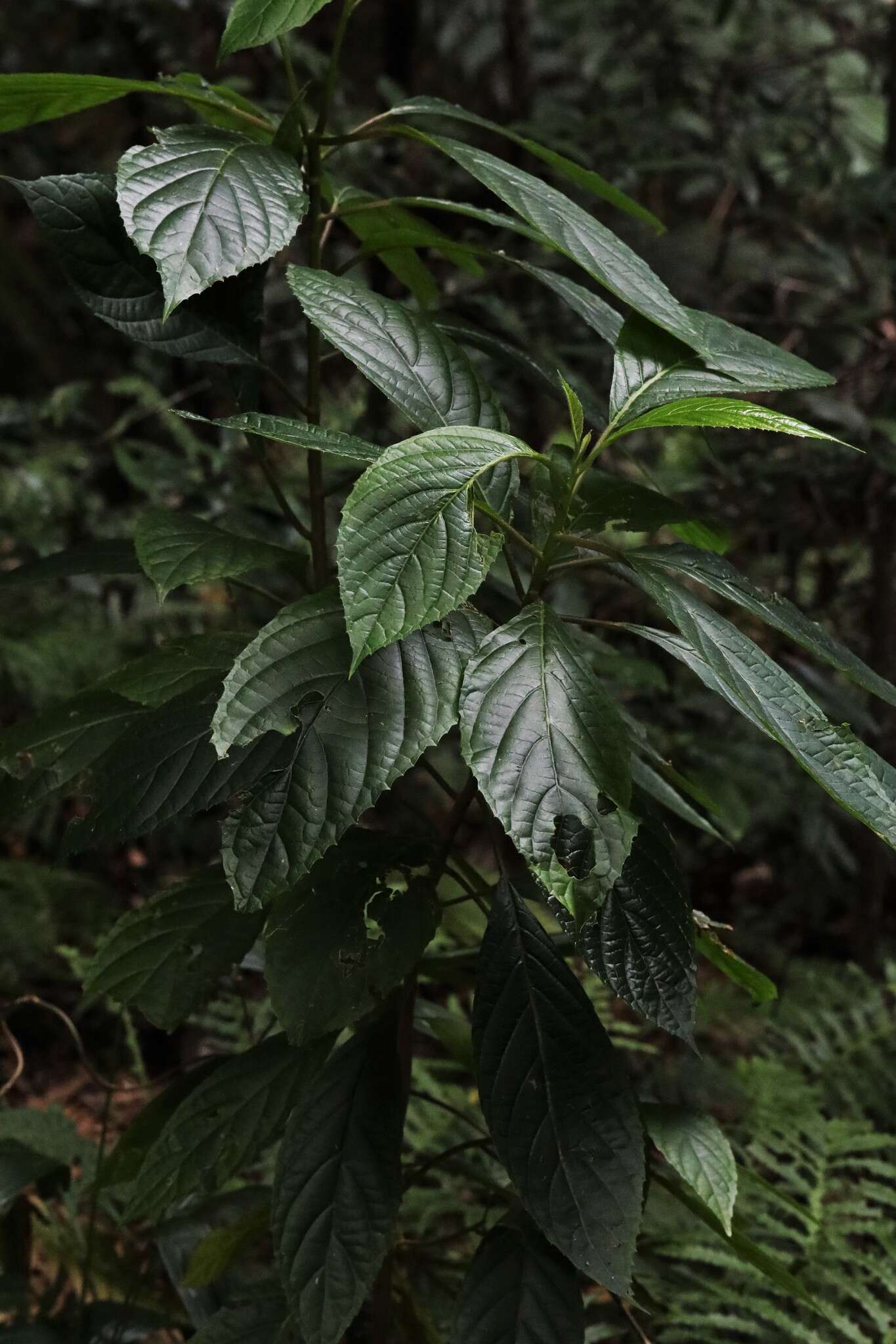 Image of Beautiful Abrophyllum