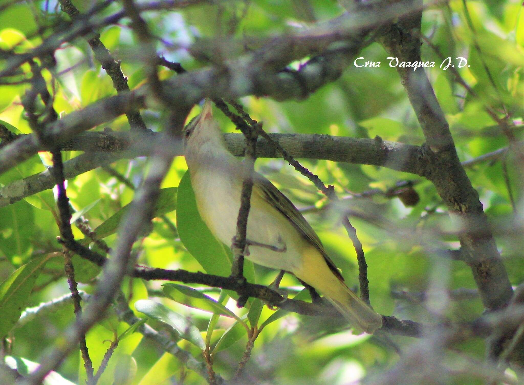 Слика од Vireo flavoviridis (Cassin 1851)