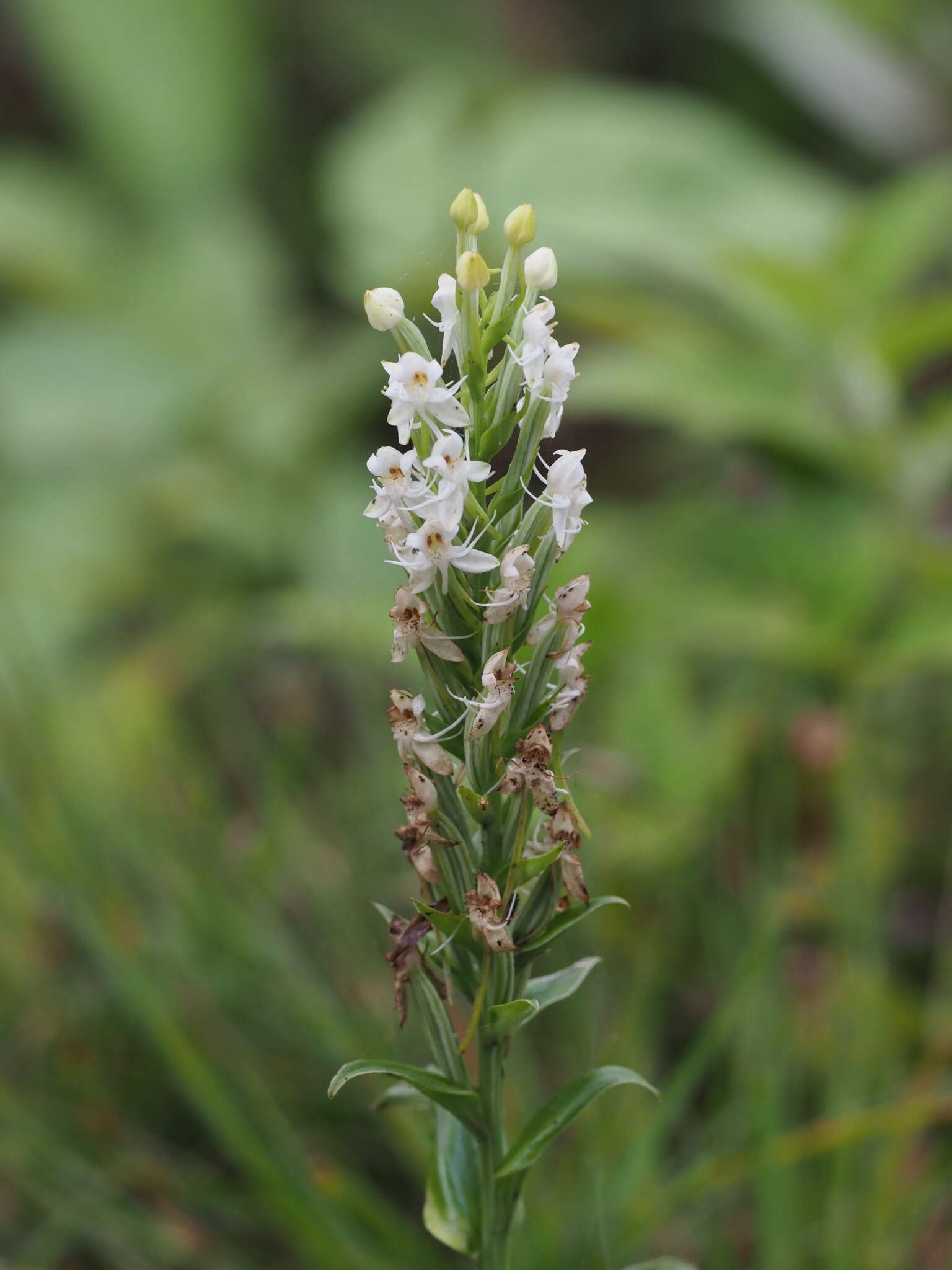 Image of Tropical False Rein Orchid