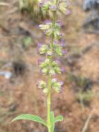 Imagem de Syncolostemon canescens (Gürke) D. F. Otieno