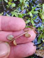 Imagem de Epilobium nummularifolium R. Cunn. ex A. Cunn.