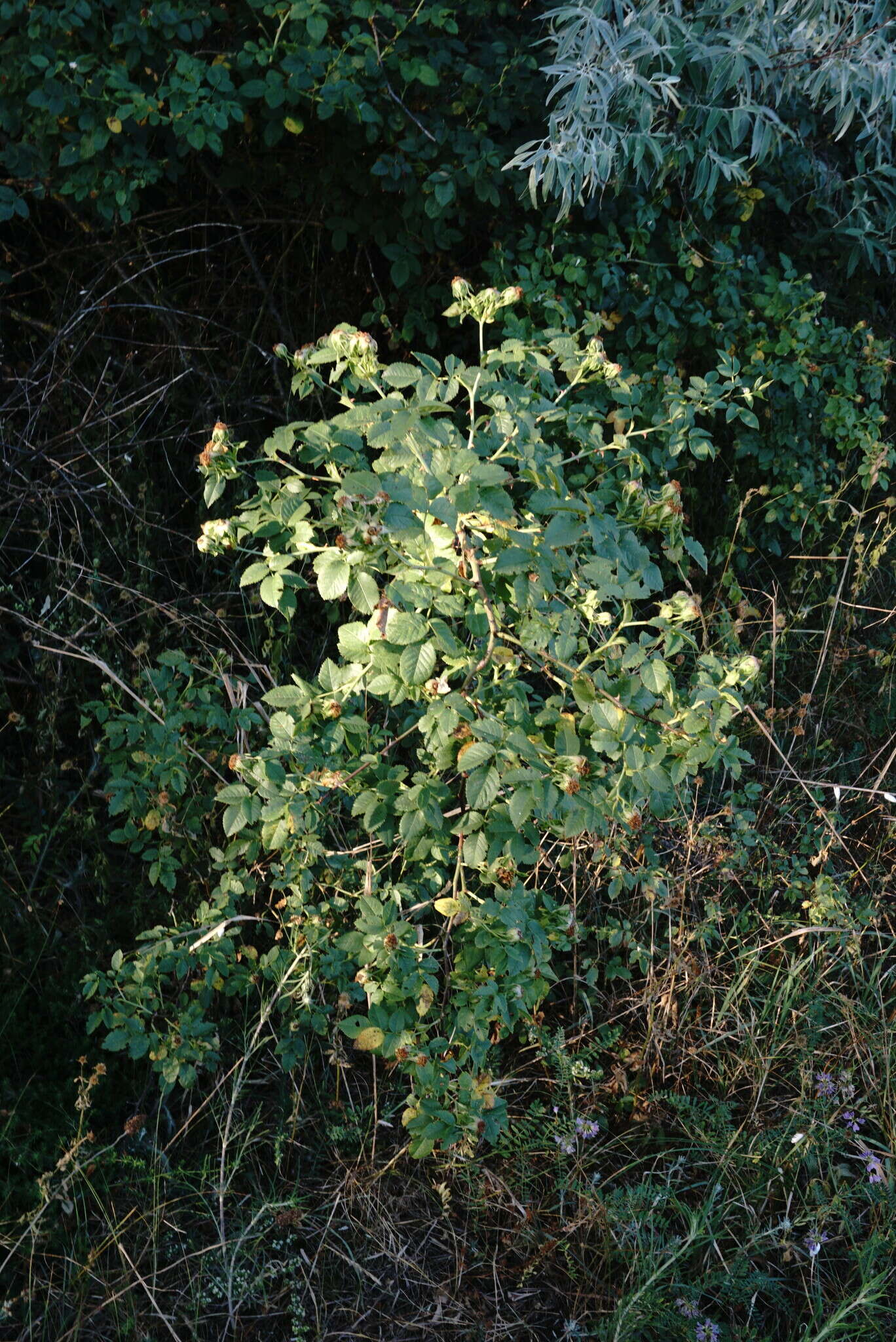 Image of Rosa andegavensis Bast.