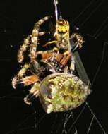 Image of Giant Lichen Orbweaver