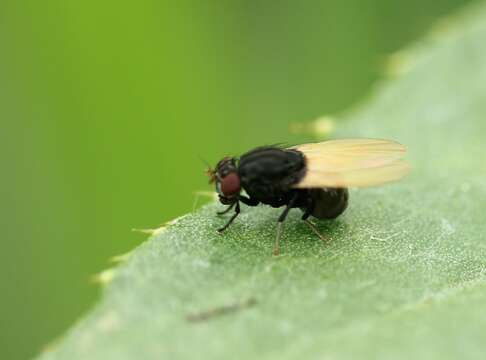 Plancia ëd Minettia longipennis (Fabricius 1794)