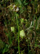 صورة Nemesia fruticans (Thunb.) Benth.