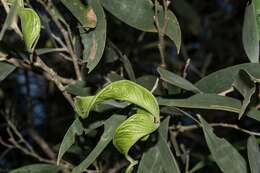 Image de Acacia disparrima subsp. disparrima