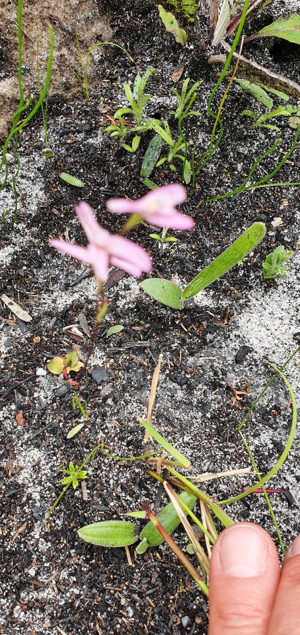 Image of Disa obliqua (Lindl.) Bolus