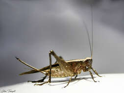 صورة Eneoptera nigripedis Robillard 2005