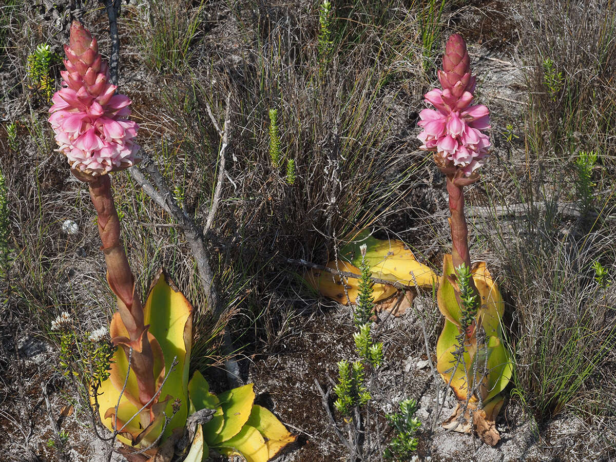 صورة Satyrium carneum (Aiton) Sims