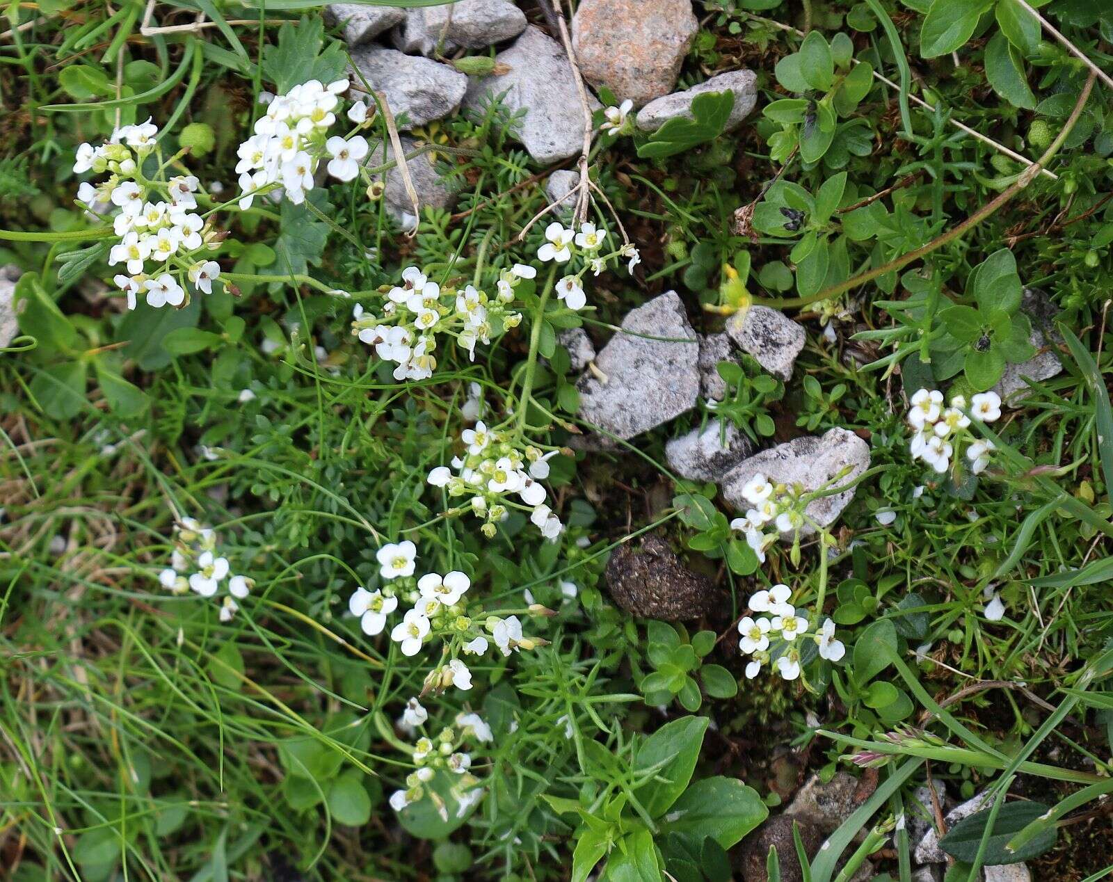 Image of Hornungia alpina subsp. alpina