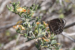 Imagem de Dira clytus eurina Quickelberge 1978