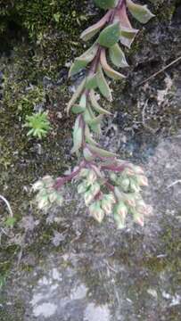 Sinocrassula indica (Decne.) A. Berger resmi