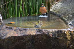 Image of Pine Siskin