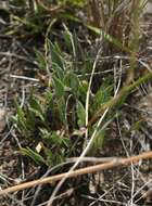 Image of Centella glabrata L.