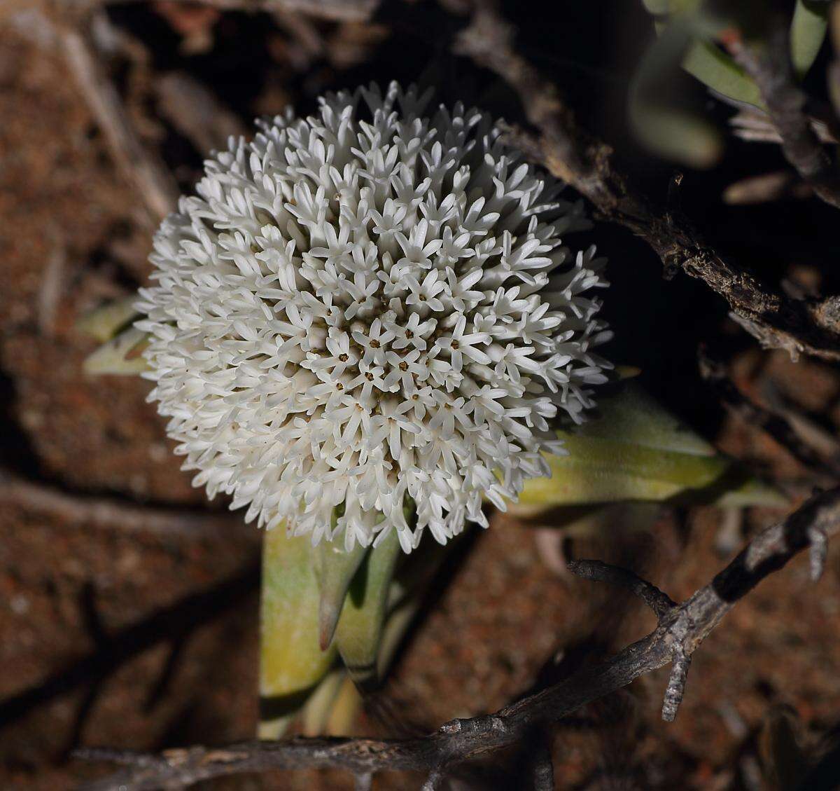 Image of Crassula congesta subsp. laticephala (Schönl.) Tölken