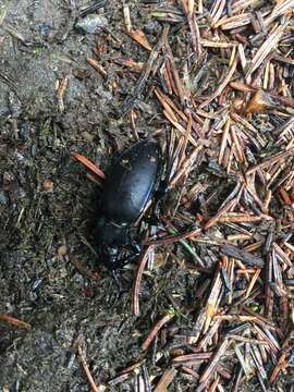 Image of Violet Ground Beetle