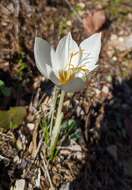 Image of Crocus boryi J. Gay