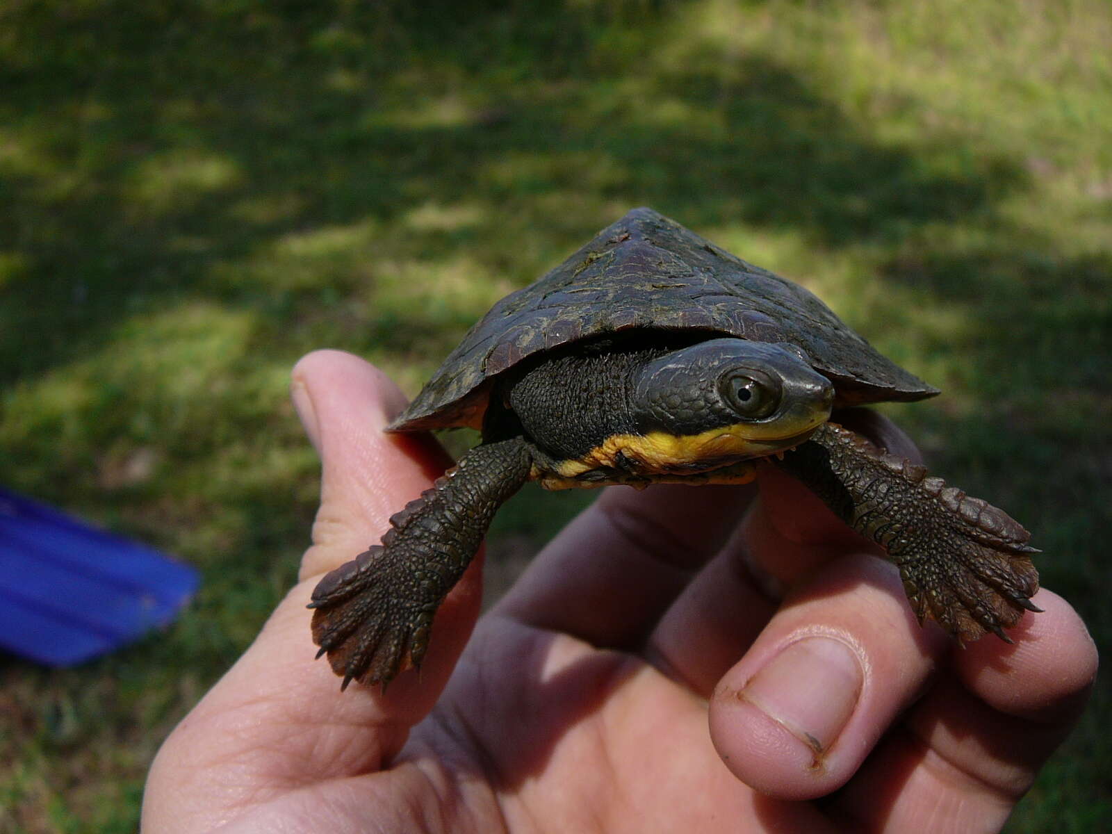 Image of Manning River snapping turtle