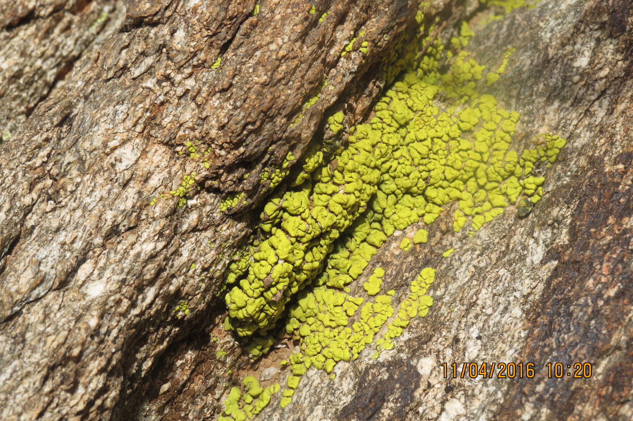 Image of Gold cobblestone lichen