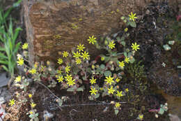 Image of Sedum modestum Ball