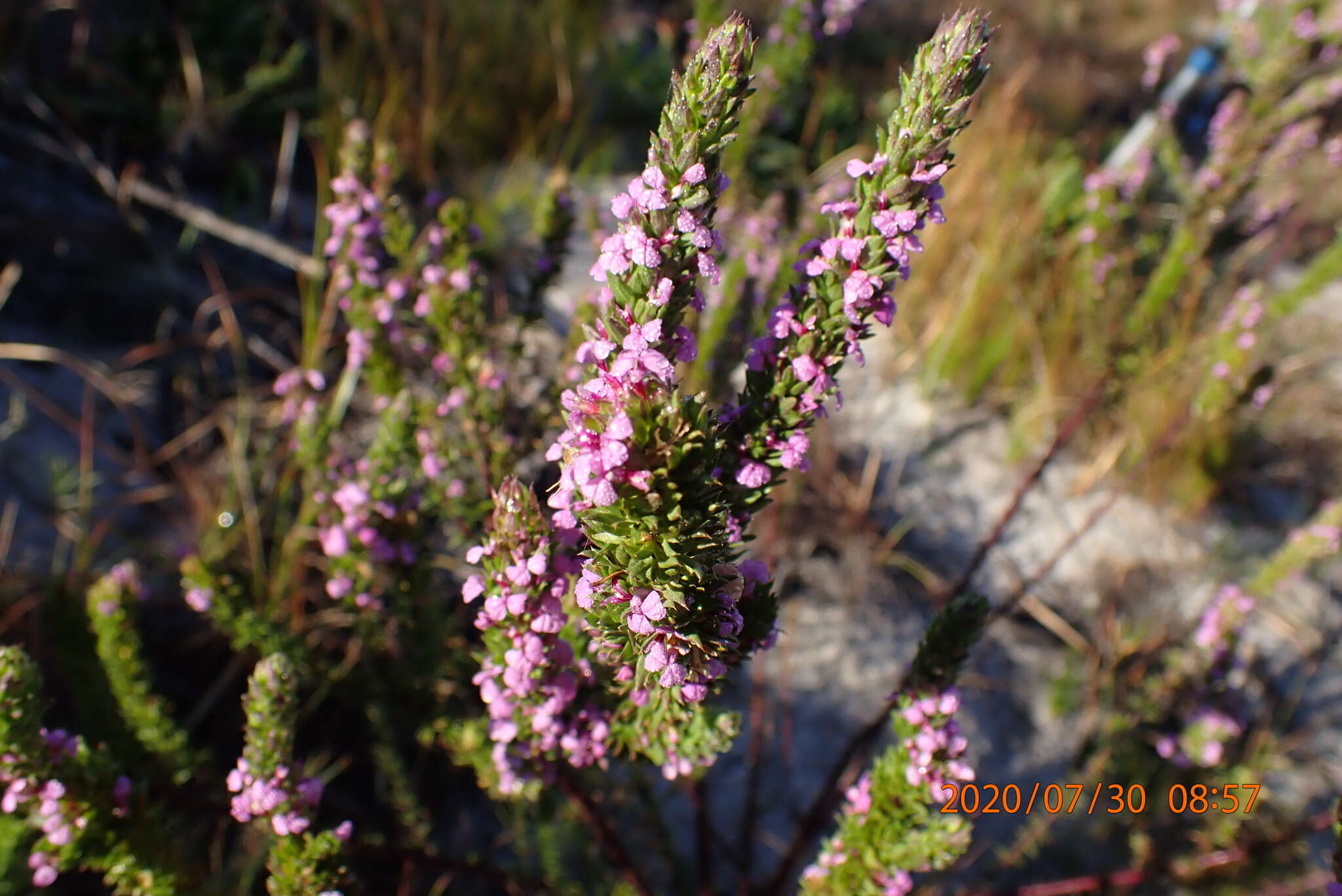 Image of Muraltia alopecuroides (L.) DC.