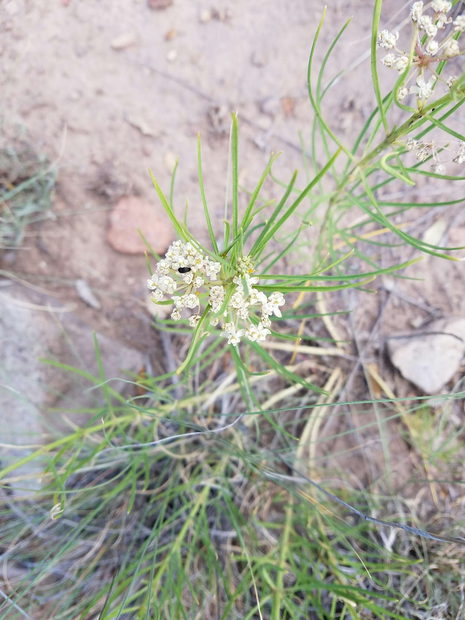 Image of horsetail milkweed