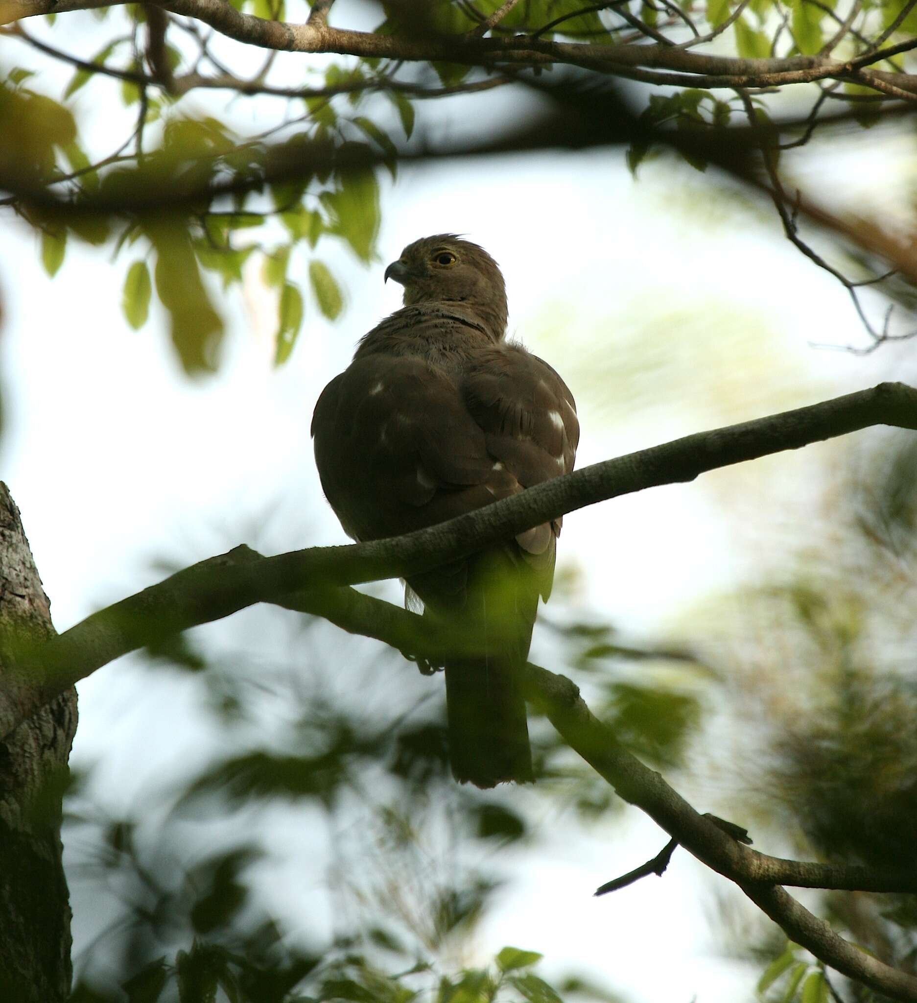 Imagem de Accipiter francesiae Smith & A 1834