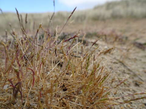 Image of early sand-grass