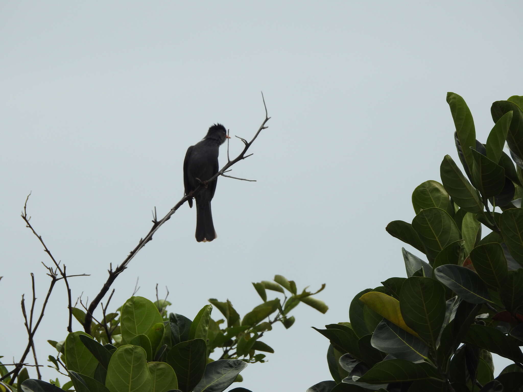 Image of Madagascar Black Bulbul