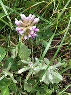 Image of Trifolium burchellianum subsp. johnstonii (Oliv.) J. B. Gillett