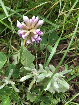 Image of Trifolium burchellianum subsp. johnstonii (Oliv.) J. B. Gillett