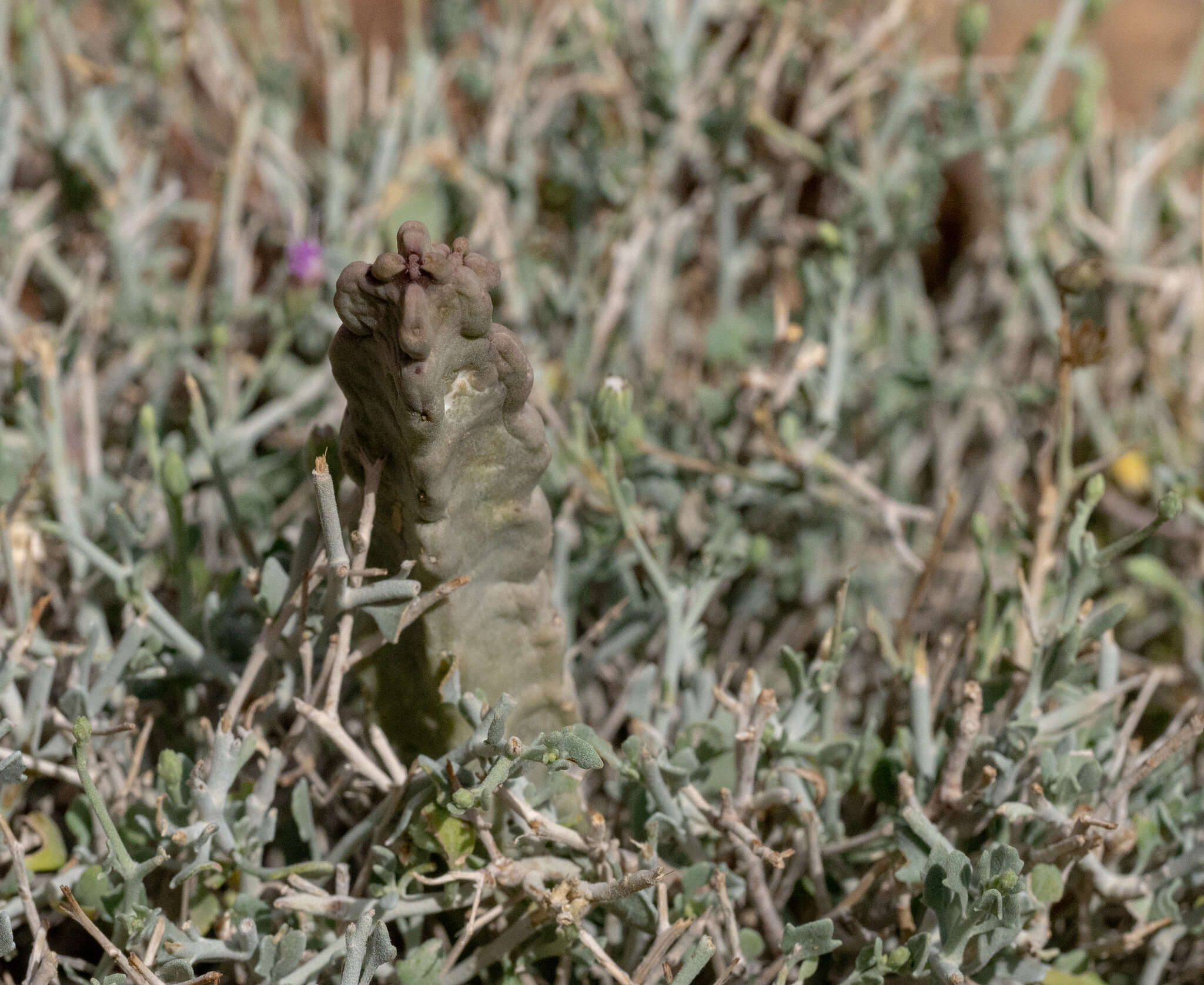 Image of Ceropegia arabensis Bruyns