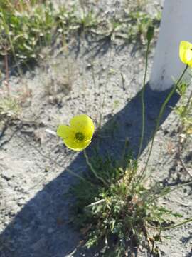 Image of Papaver lapponicum subsp. jugoricum (Tolm.) S. V. Gudoshnikov