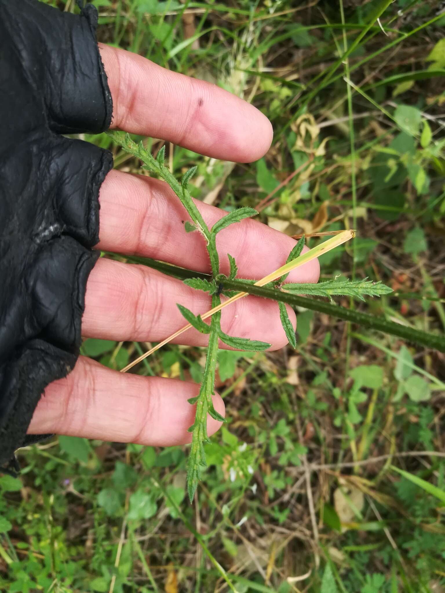 Sivun Verbena neomexicana (A. Gray) Briq. kuva