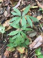 Image of eastern waterleaf