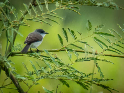 Serpophaga hypoleuca Sclater, PL & Salvin 1866的圖片