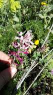 Image of field fumitory