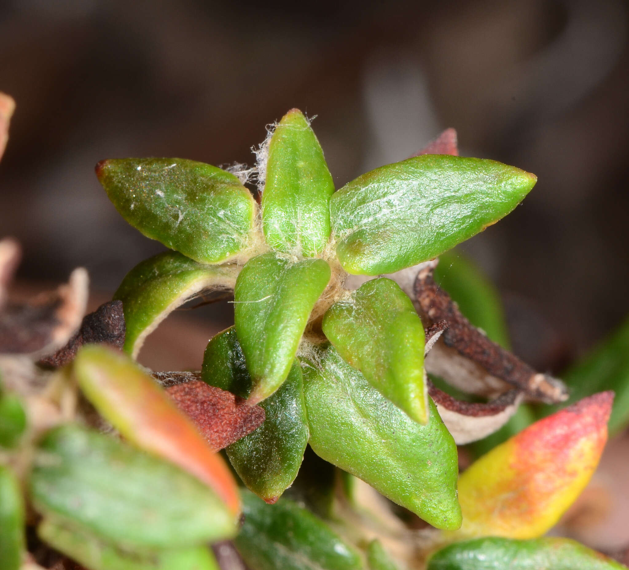 Image of seacliff buckwheat