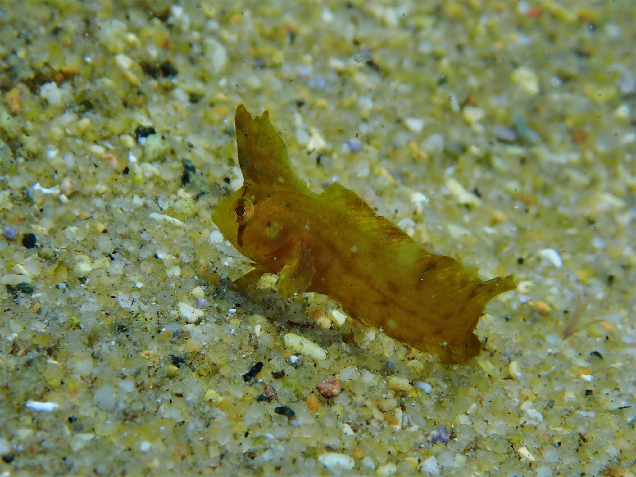 Image de Cristiceps argyropleura Kner 1865