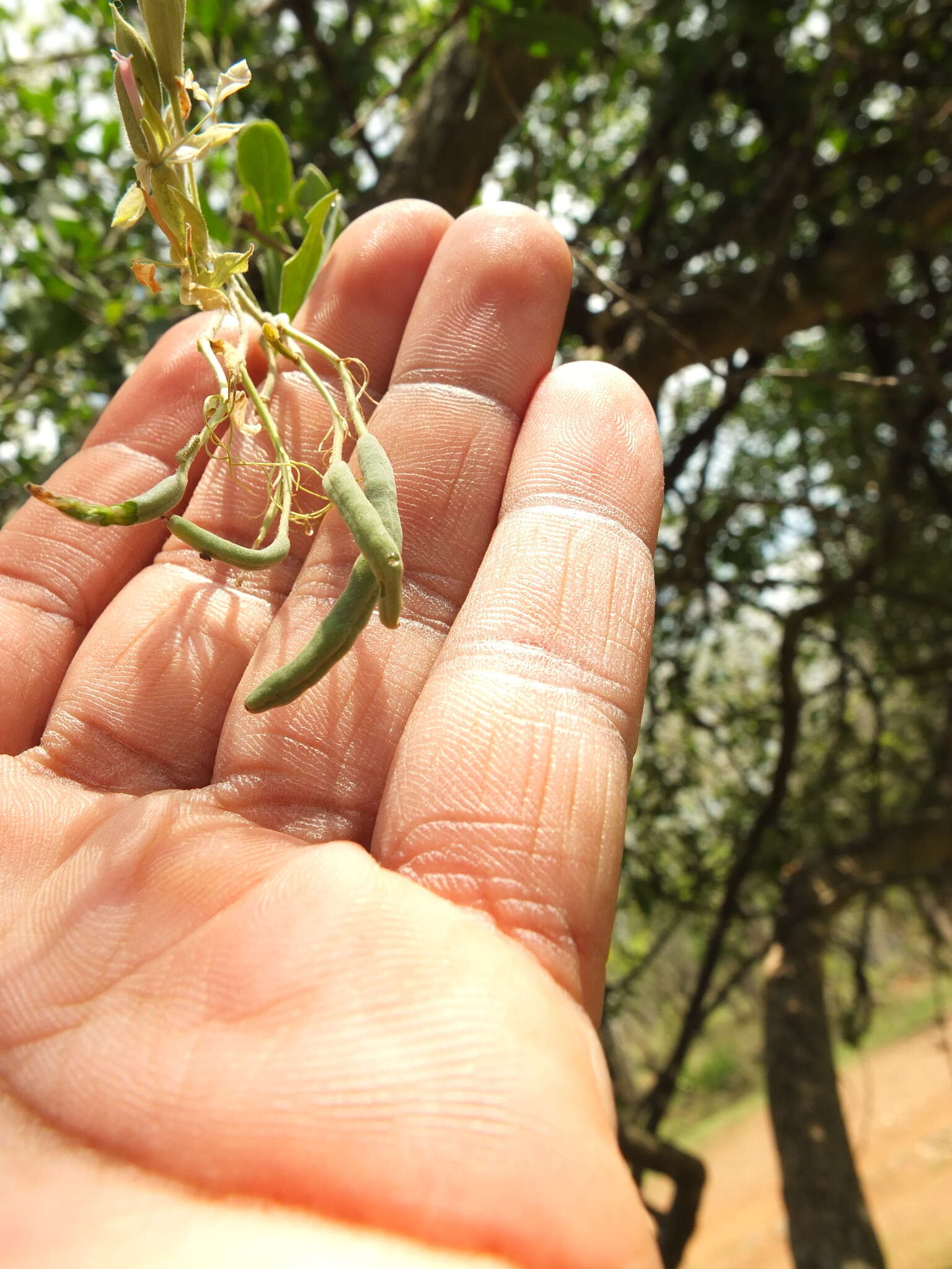 Image of Cadaba fruticosa (L.) Druce