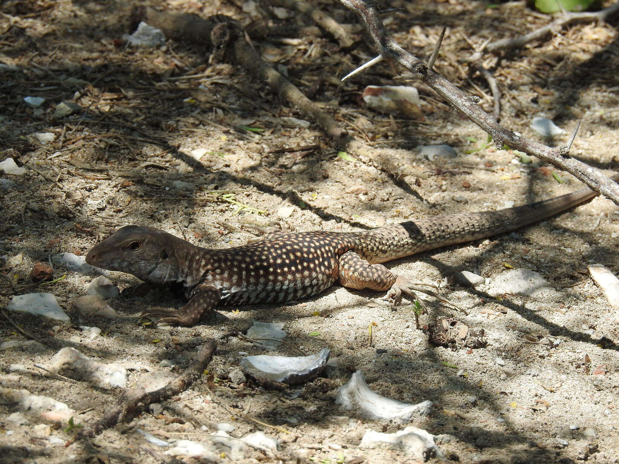 Image of Hispaniolan giant ameiva