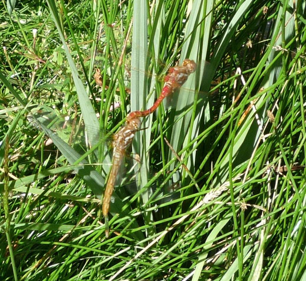 Image of Striped Meadowhawk