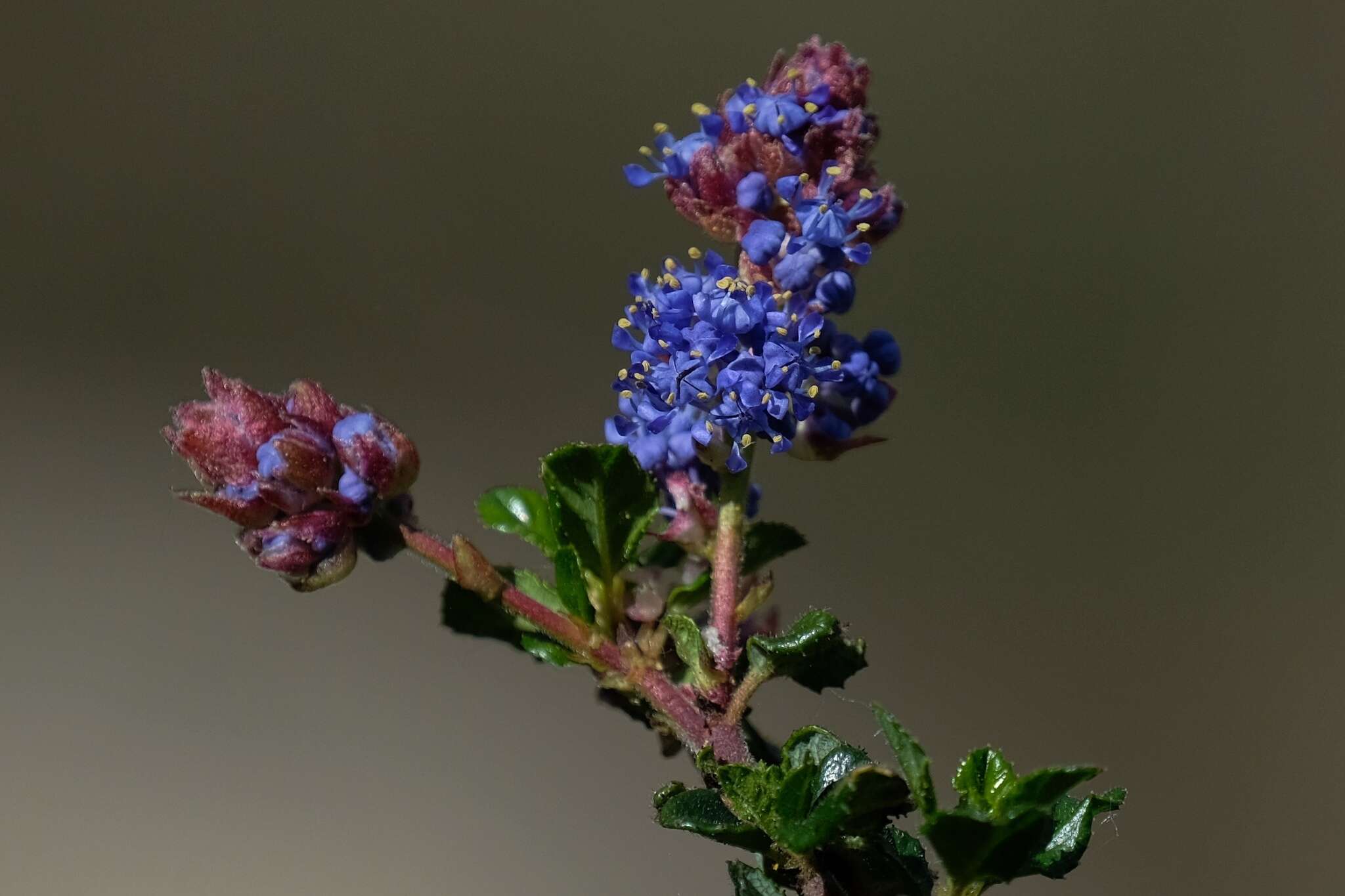 Image of Vine Hill ceanothus