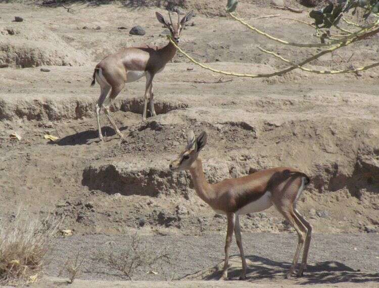 Image of Dorcas Gazelle