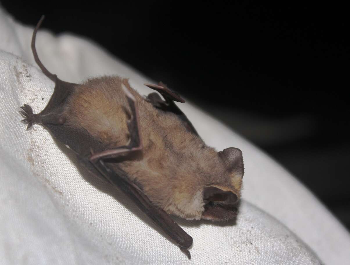 Image of Kalinowski's Mastiff Bat