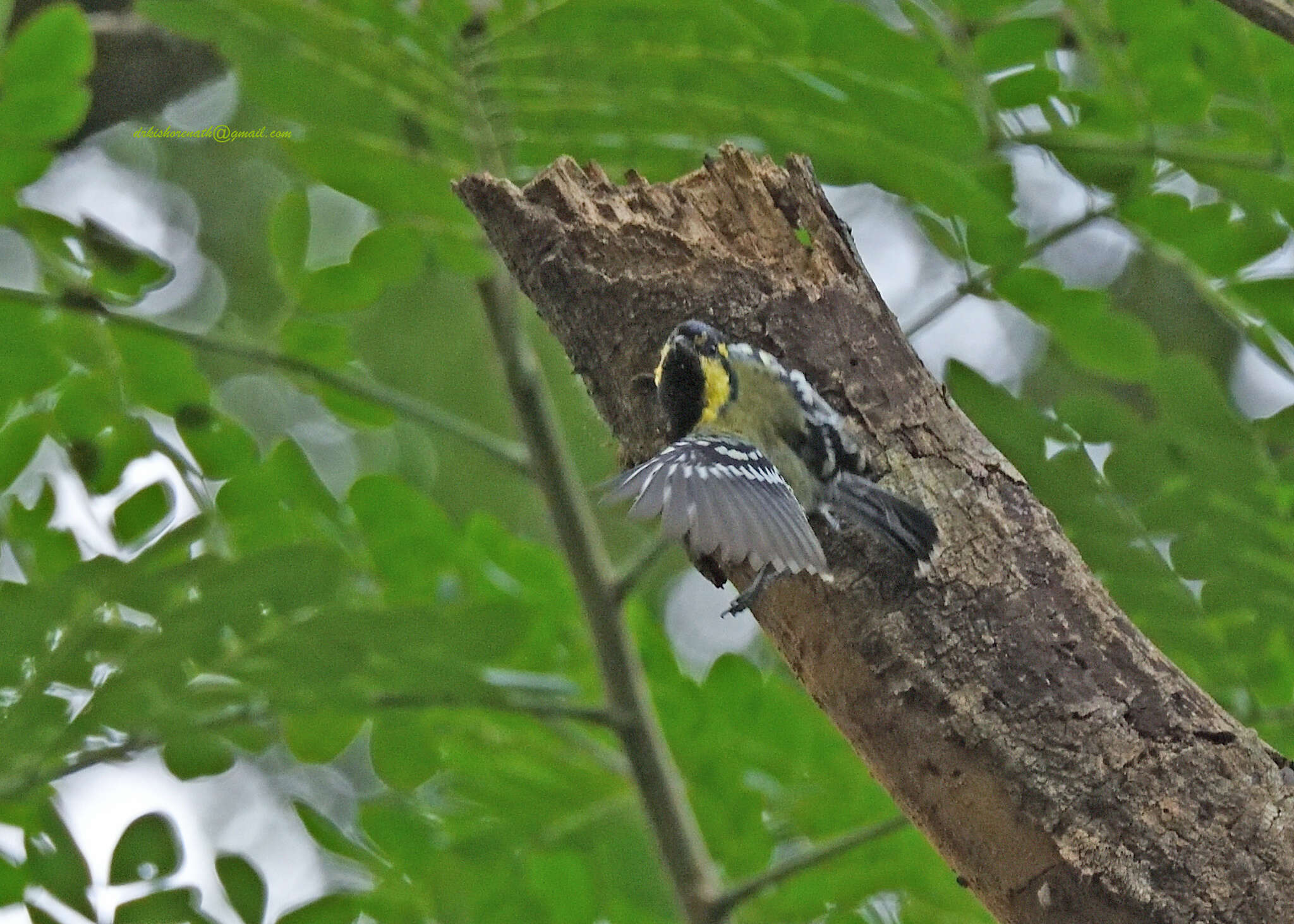 Image de Mésange jaune