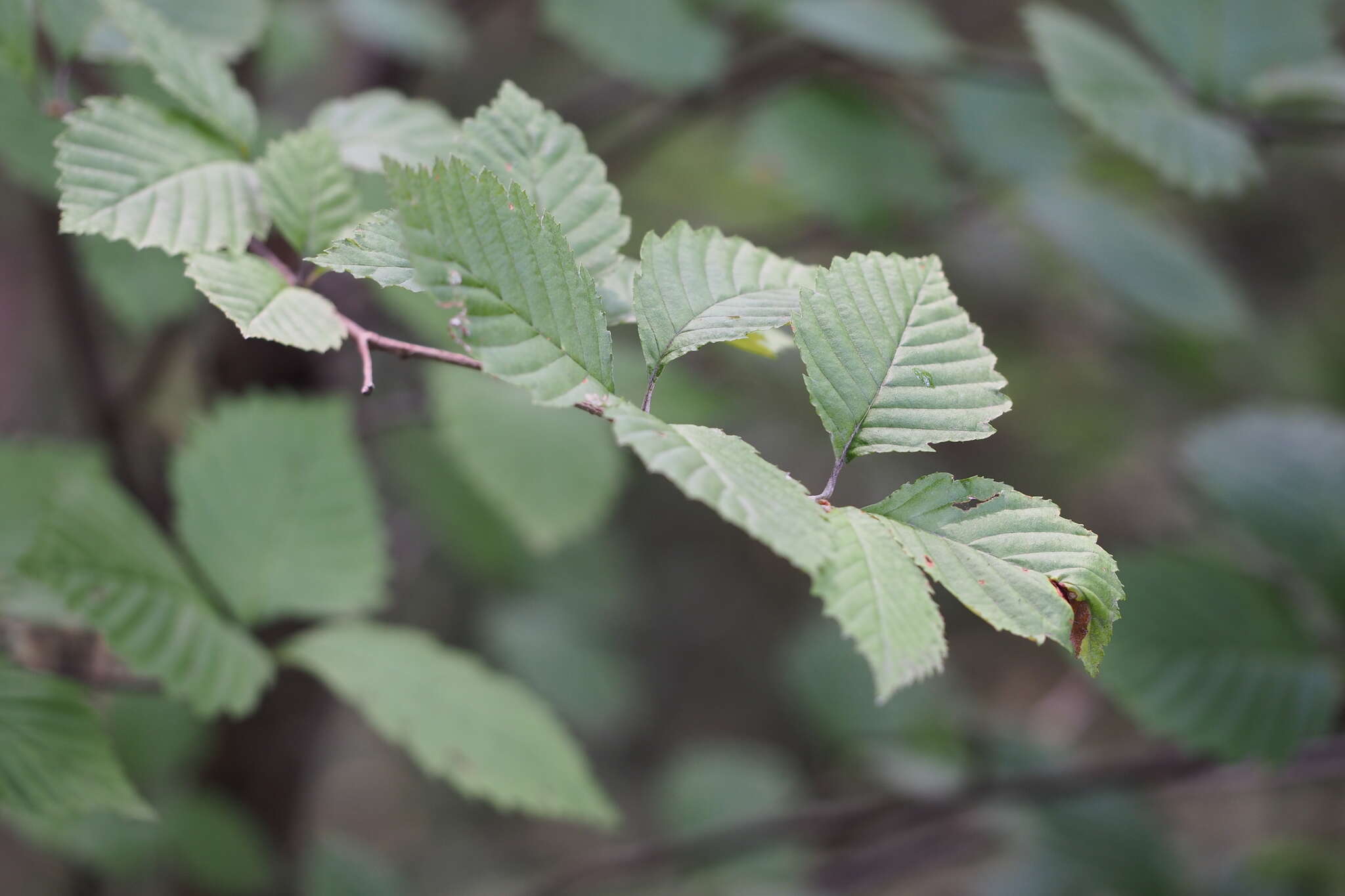 Sivun Micromeles japonica Koehne kuva