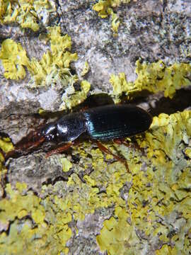 Plancia ëd Ophonus (Hesperophonus) azureus (Fabricius 1775)